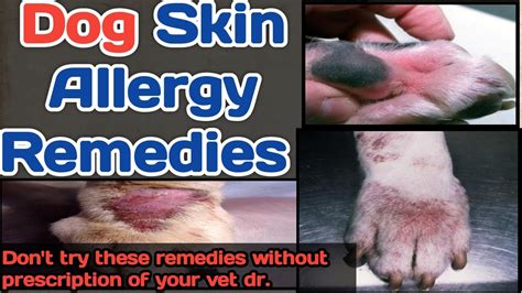 dog skin allergy || home remedies || good results || by THE PET VISION ...