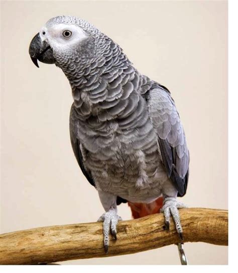 African Grey Congo Parrots For Sale Online - Live Parrots