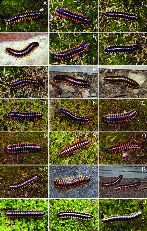 Color photographs of new species of xystodesmid millipedes and their ...