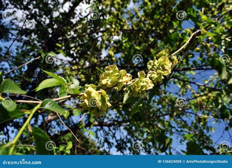 Wych Elm Ulmus Glabra Twigs with Leaves and Seeds Samaras on Blurry Spring Sky Background Stock ...