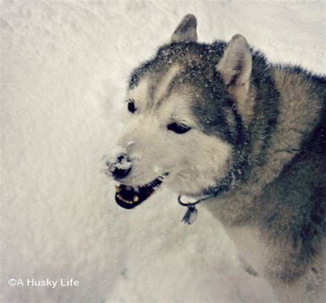 Wordless Wednesday: Snow-Nose - A Husky Life