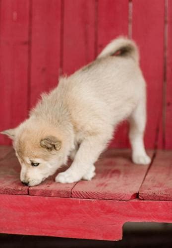 Pomsky Puppy for Sale - Adoption, Rescue for Sale in New Paris, Indiana ...