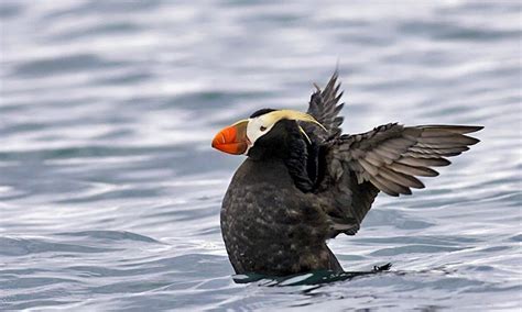 Private Wildlife Tour In Homer, Alaska | GetMyBoat