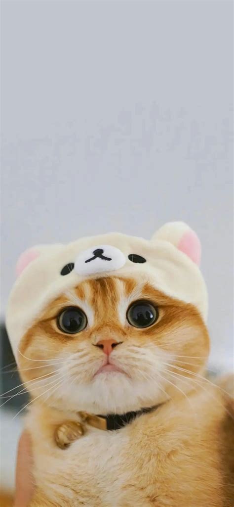 936 Wallpaper Kucing Random Images & Pictures - MyWeb