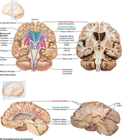 Pin on Anatomy