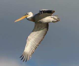 Pelican Photos: Dalmatian Pelican Flying