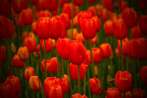 Journey, not destination.: Tulip Festival-Orange City, IA