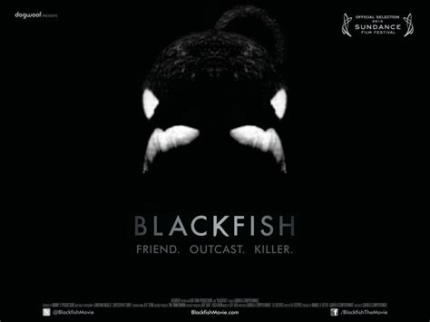 Blackfish vs. SeaWorld: What Needs to Change?