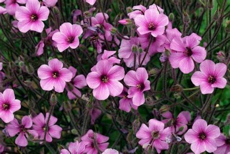 15 Pink Geranium Varieties For Your Garden (Pictures Inside) - Conserve Energy Future