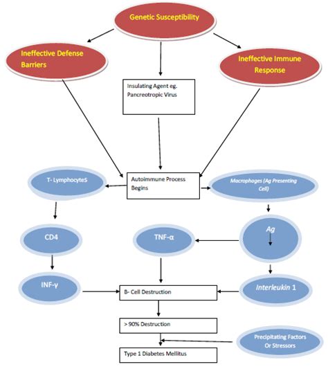 The Pathogenesis of Type 1 Diabetes Mellitus - Health Trending Topics