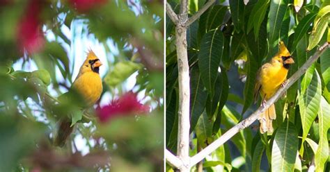 Woman In Florida Captured A Picture of An Extremely Rare Yellow Cardinal Bird - Small Joys