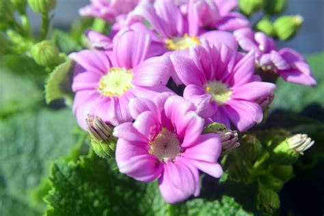 Windflowers 6 Free Stock Photo - Public Domain Pictures