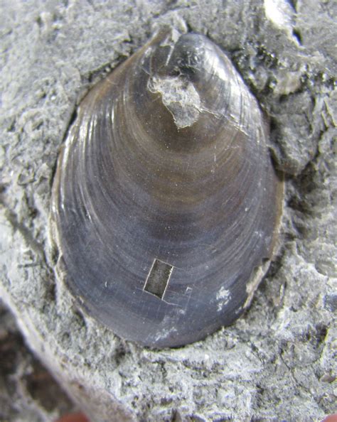 Views of the Mahantango: Lingula coburgensis Brachiopod from the Coburg formation