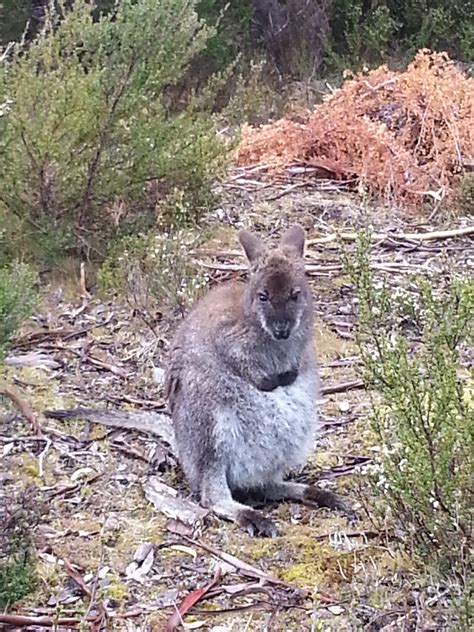 Tasmanian Wildlife - Groups Tasmania