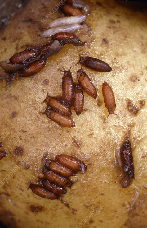 Fruit fly larvae infesting a potato - Stock Image - B255/0022 - Science Photo Library