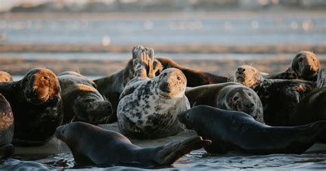 Seals: Diet, habitat, behaviour, and conservation | IFAW