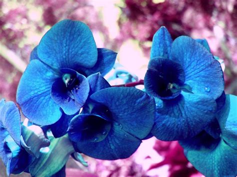 Dark Blue Orchid | THE COLOR BLUE | Pinterest