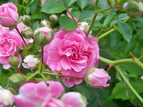 Wild Roses Bush, photo, #1615878 - FreeImages.com