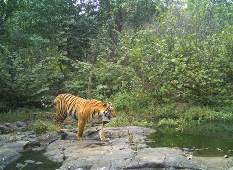 Tiger Census begins in Bandipur National Park in K'taka