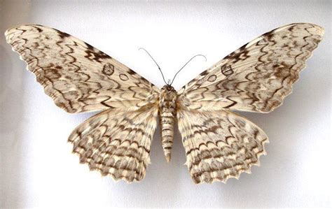 White Witch Moth | Moth, White witch, Beautiful bugs