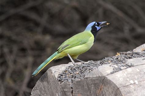 Meet the Gorgeous Green Jay, a Tropical Wonder - Birds and Blooms