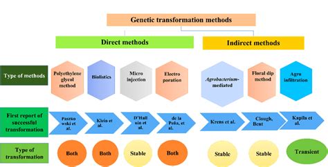 Genetic transformation methods in plants [7-13]. | Download Scientific ...