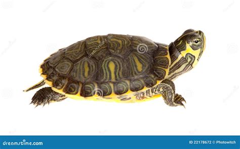 Green tortoise stock photo. Image of tortoise, funny - 22178672