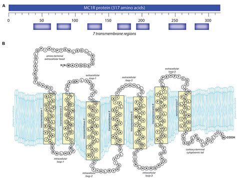 Frontiers | Melanocortin 1 Receptor: Structure, Function, and Regulation | Genetics