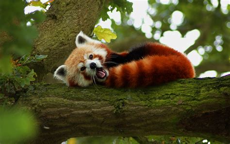 Red Panda HD Wallpapers Backgrounds Wallpaper | Roter panda, Kleiner panda, Süßeste haustiere