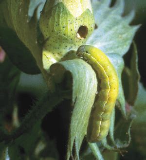 Armyworms