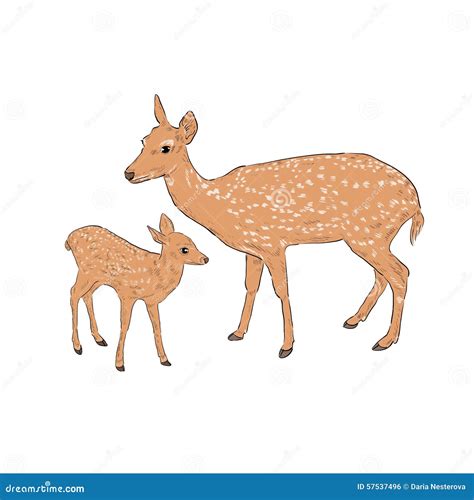 Female Deer With A Fawn Stock Vector - Image: 57537496