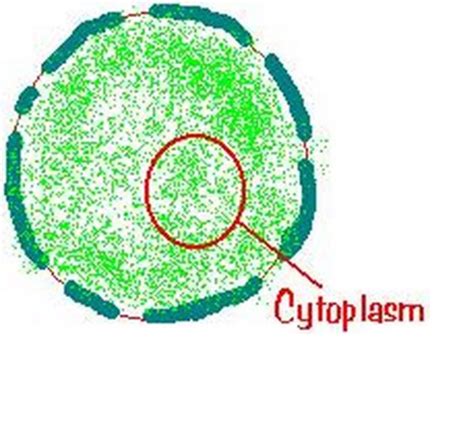 Cytoplasm In Plant Cell