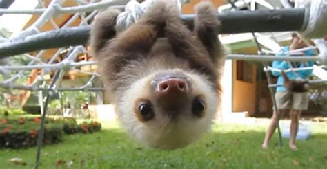 Watch Rescued Baby Sloths Have A Conversation And Try Not To Smile ...