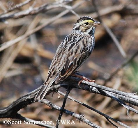 Tennessee Watchable Wildlife | Savannah Sparrow - Habitat: 1