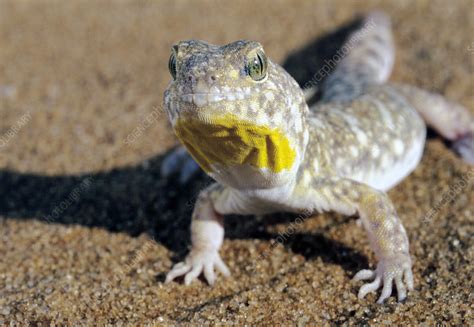 Barking gecko - Stock Image - Z762/0038 - Science Photo Library