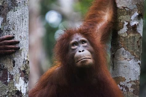 Tags: Animal Welfare , opinion , Palm Oil