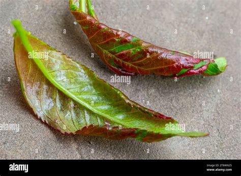 Peach leaf curl. Fungal disease of peaches tree. Taphrina deformans. Peach tree fungus disease ...