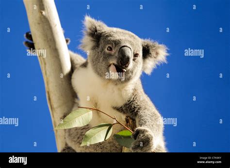 Koala eating hi-res stock photography and images - Alamy