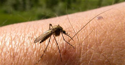 We now have a malaria vaccine that is up to 100 percent effective