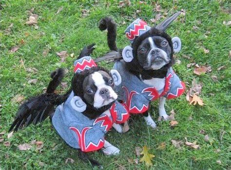 flying monkey dog costume - Google Search | Dog costumes funny, Pet halloween costumes, Pet costumes