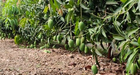 A juicy outcome for Maharashtra mango farmers