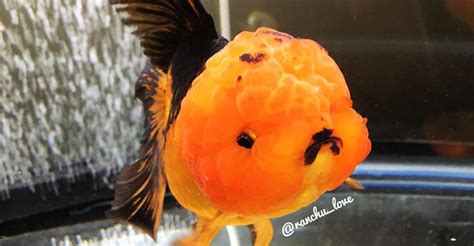 Ranchu Goldfish - Ranchu Goldfish - Ranchu Care And Info