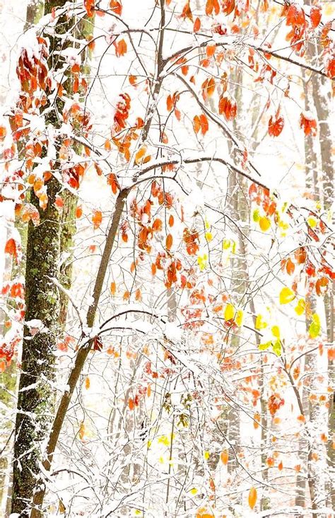 Autumn Snow Monongahela National Forest by Thomas R Fletcher ...