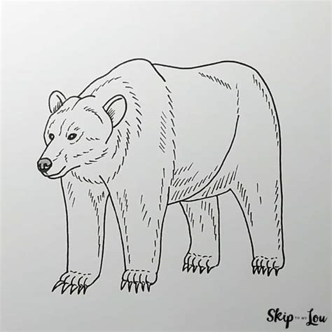 How To Draw A Bear