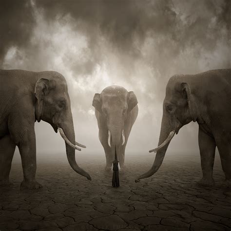 Elephant whisperer by Alshain4 on DeviantArt