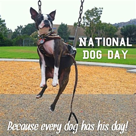 National Dog Day Memes #NationalDogDay