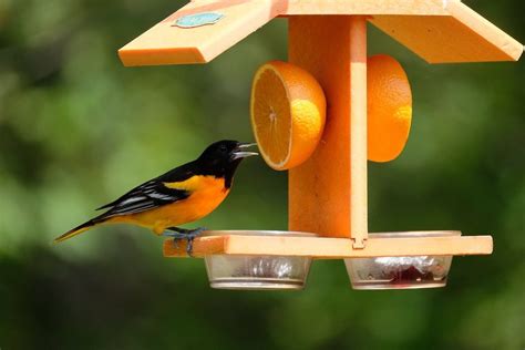 How To Attract Orioles to Your Yard | Flipboard