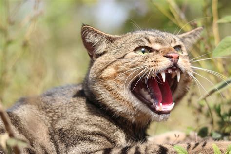 Australia Might Genetically Modify Feral Cats Out of Existence - Newsweek