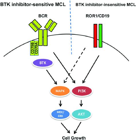 Schematic diagram of BCR/BTK-and ROR1/CD19-activated cell signaling... | Download Scientific Diagram