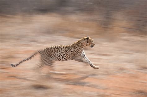 Motion Blur Of Leopard Running Panning Shot In Kruger Park South Africa Stock Photo - Download ...